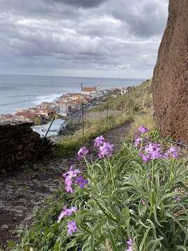 صورة Matthiola maderensis Lowe