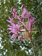 Image of Laelia superbiens Lindl.