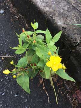 Image de Hypericum hircinum L.