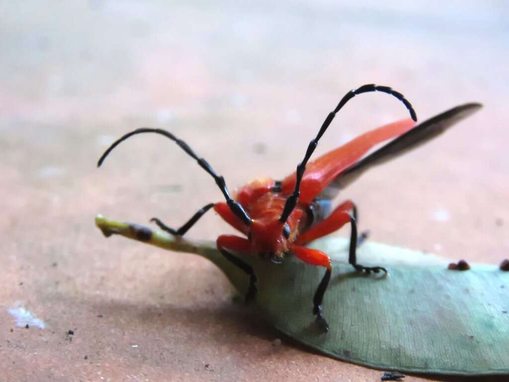 Image of Stenoderus concolor MacLeay 1826