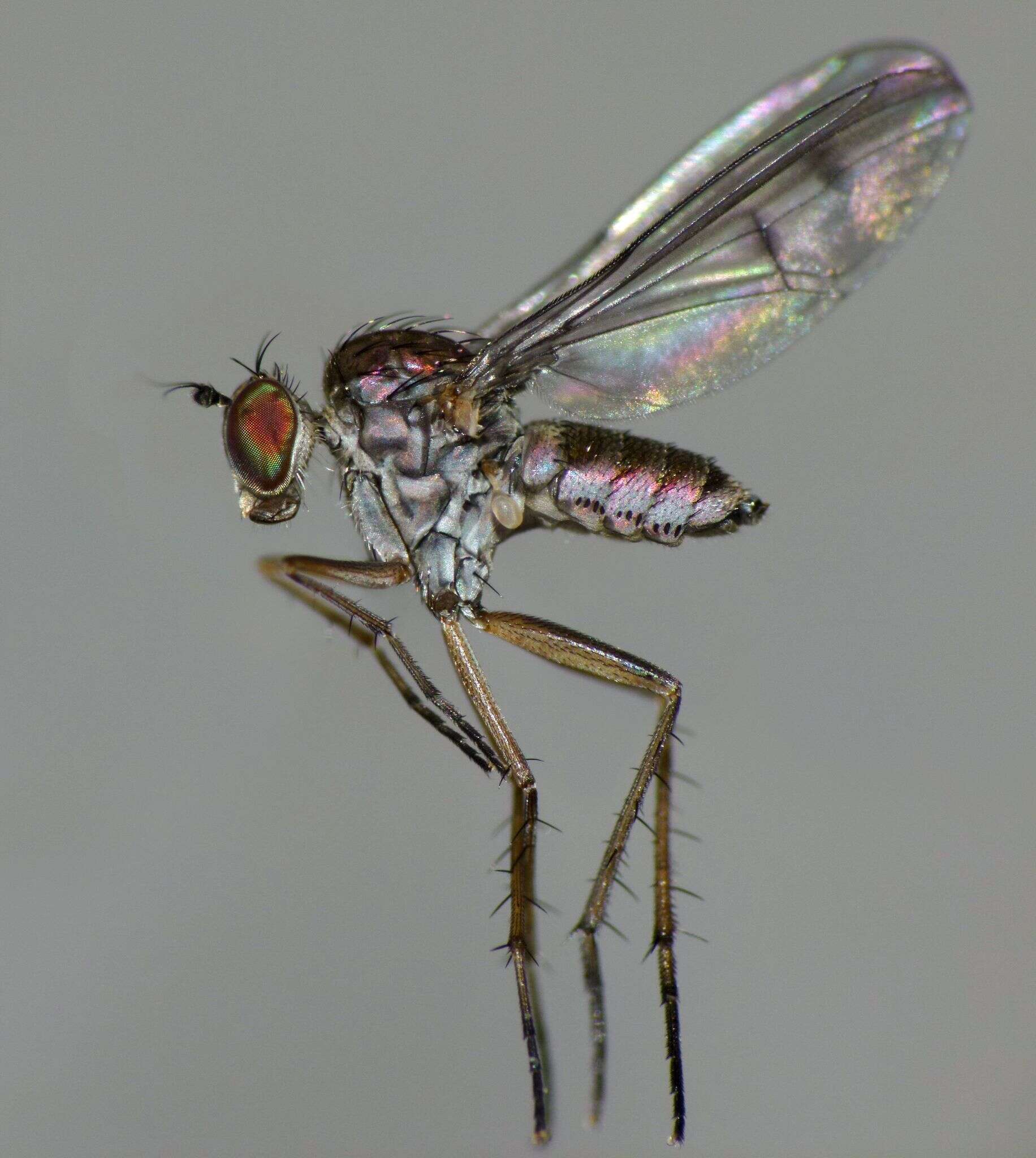 Image of Tetrachaetus bipunctatus Parent 1933