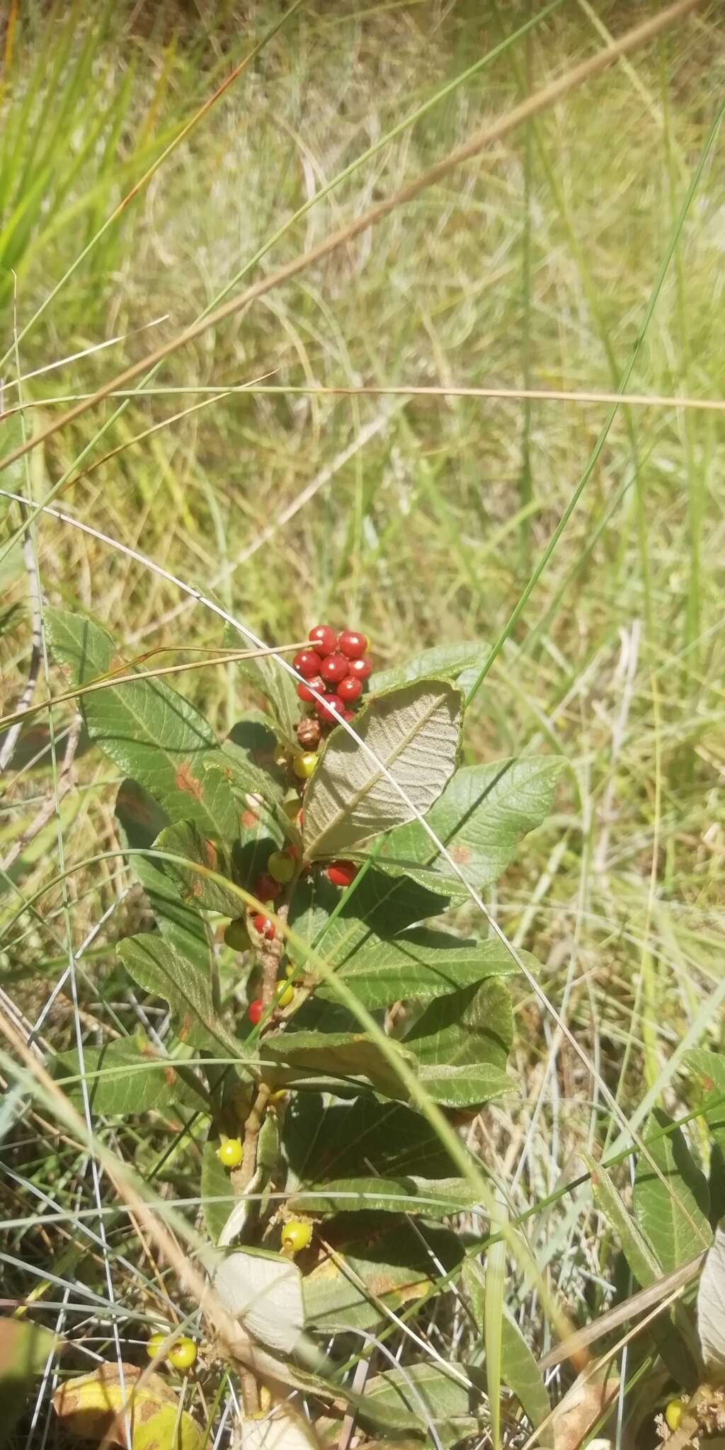 Image of Searsia discolor (E. Mey. ex Sond.) Moffett