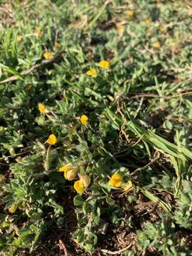 Image of hairy bird's-foot trefoil