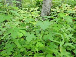 Image of American hogpeanut