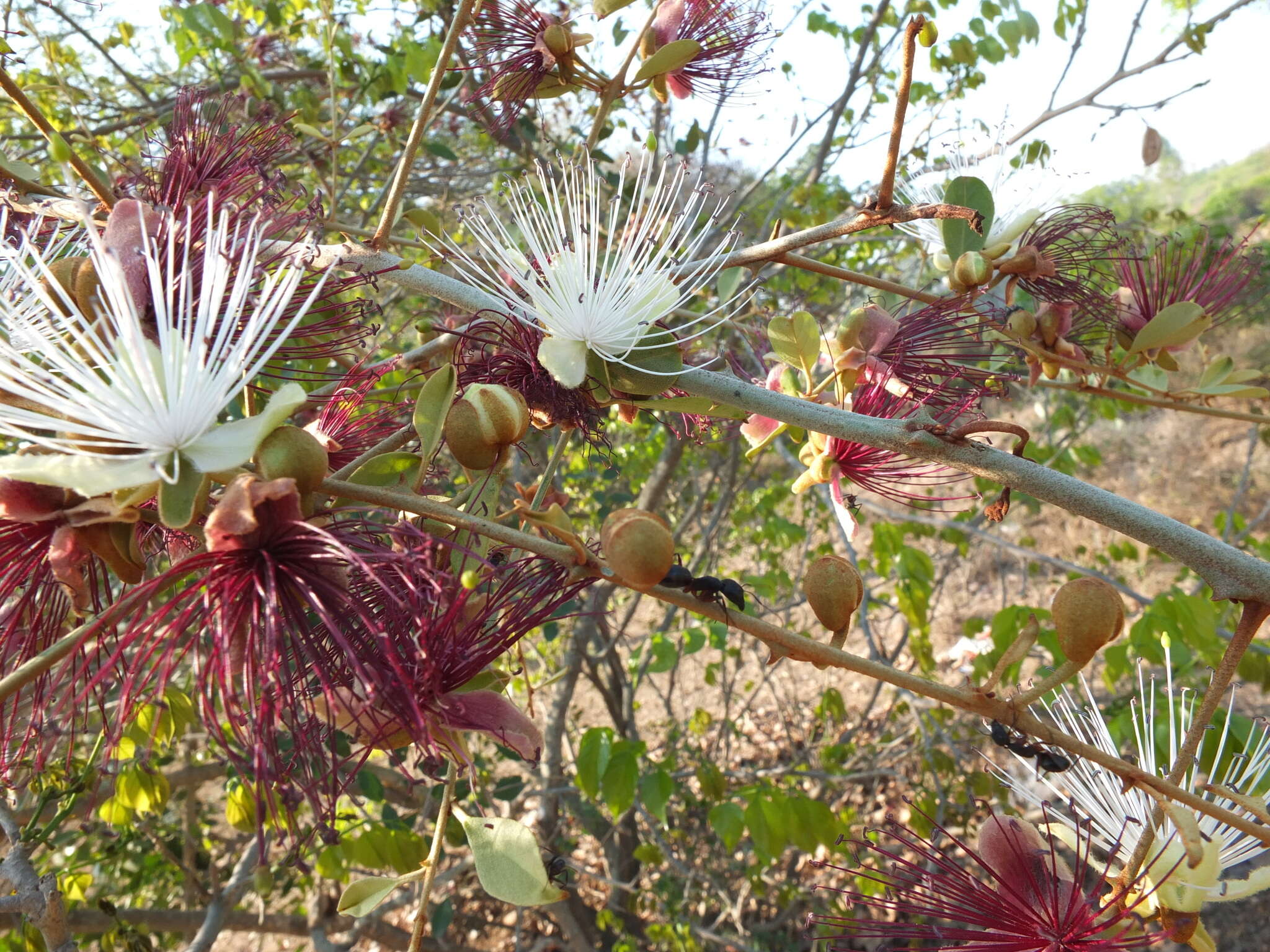 Capparis zeylanica L. resmi