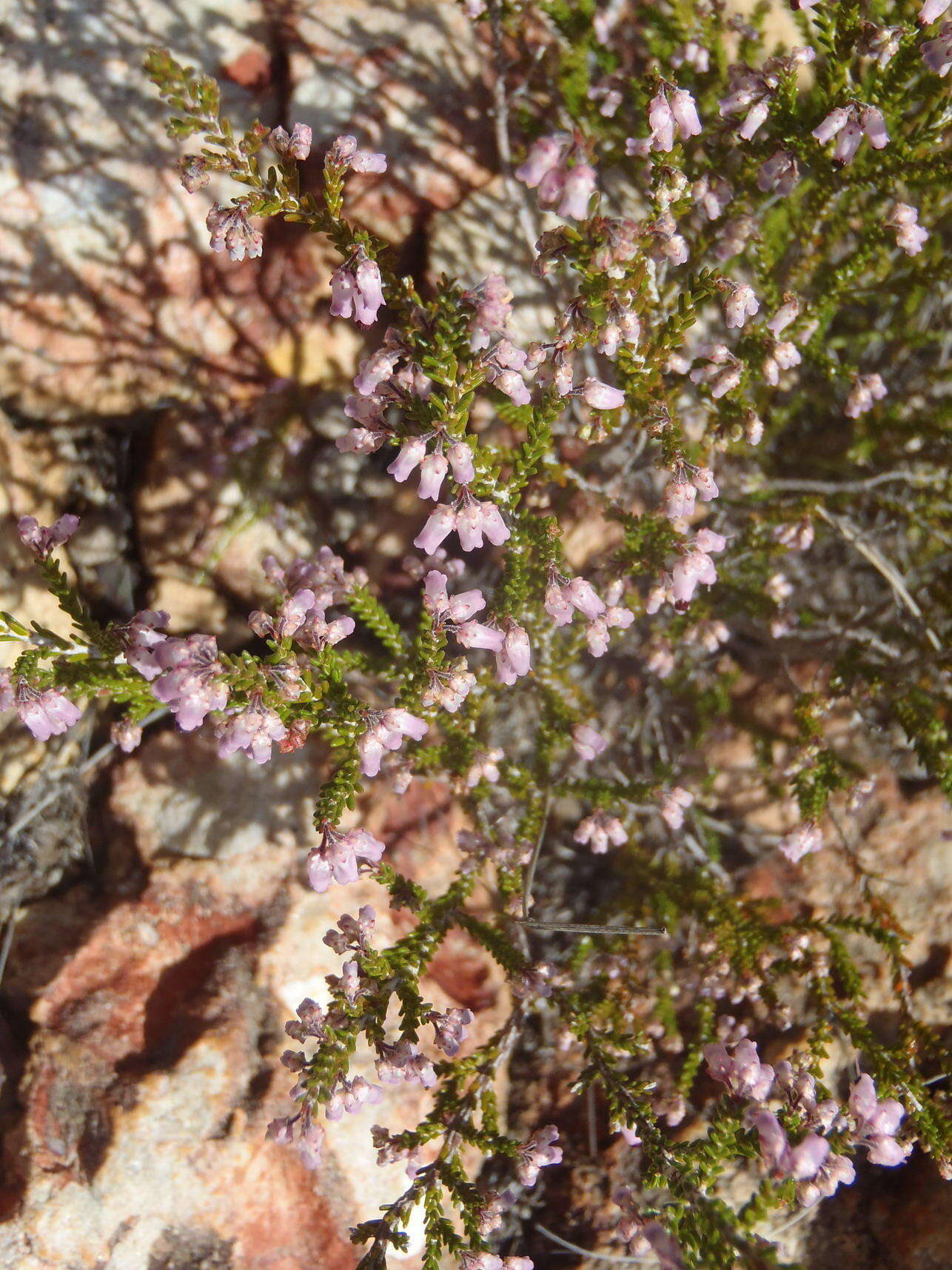 Image of Erica vlokii E. G. H. Oliver