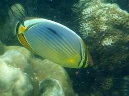 Image of Lineated Butterflyfish