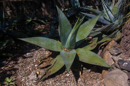 Image of Silvery agave