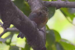 Image of Himalayan Bluetail