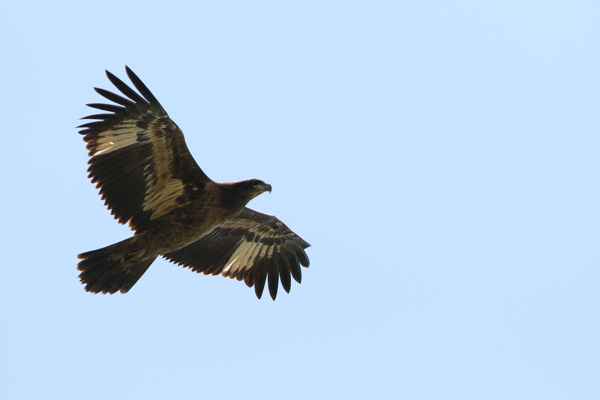 Image of Band-tailed Fish-eagle