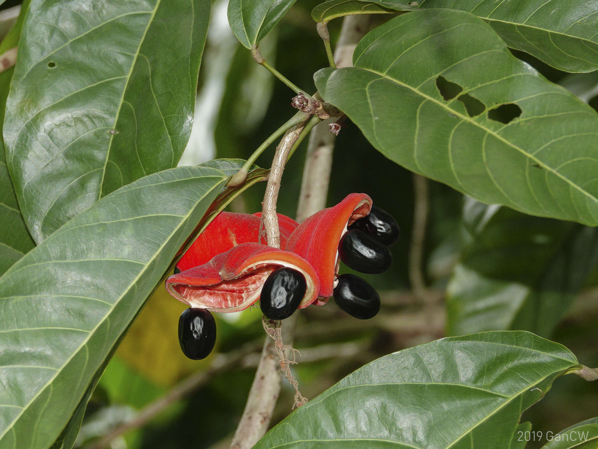 Sivun Sterculia parviflora Roxb. kuva