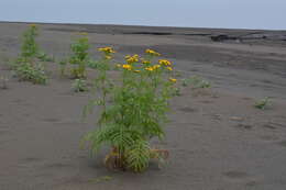 Image of Tanacetum vulgare subsp. boreale (Fisch. ex DC.) A 1975