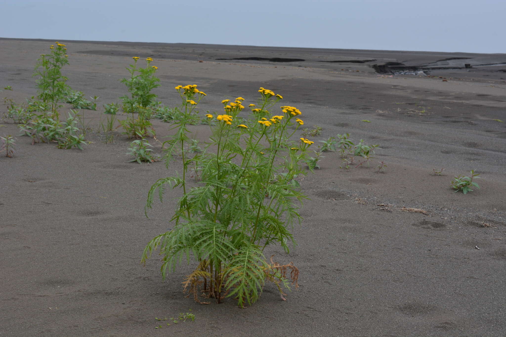 Image of Tanacetum vulgare subsp. boreale (Fisch. ex DC.) A 1975