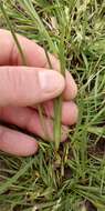 Image of swordleaf blue-eyed grass