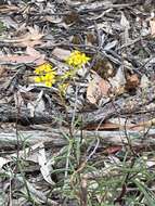 Image of <i>Senecio <i>linearifolius</i></i> var. linearifolius