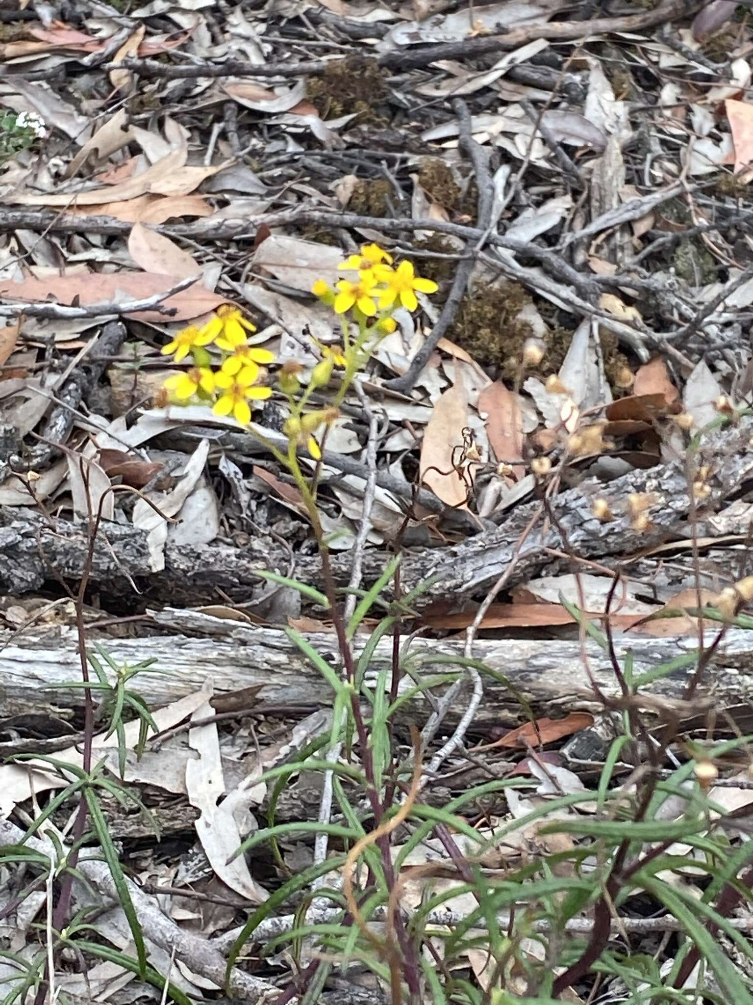 صورة <i>Senecio <i>linearifolius</i></i> var. linearifolius