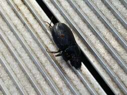 Image of Rice Beetle