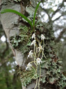 Image of Ypsilopus erectus (P. J. Cribb) P. J. Cribb & J. Stewart