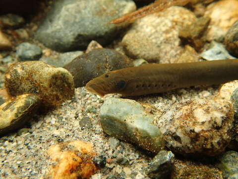 Image of Western Brook Lamprey