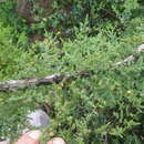 Image of Asparagus fasciculatus Thunb.