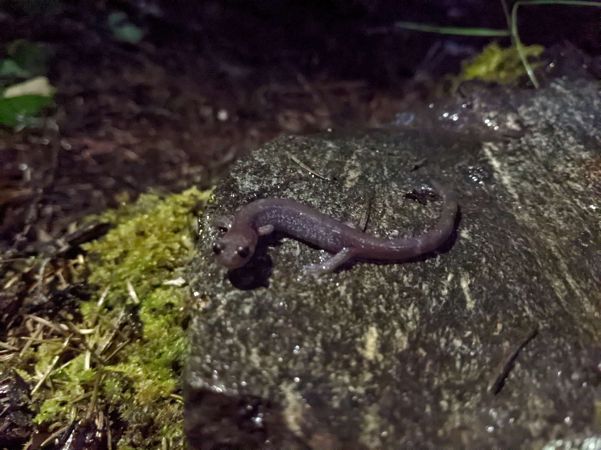 Image of Siskiyou Mountains salamander