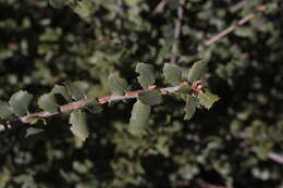 Image of interior live oak