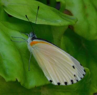 Слика од Mylothris rueppellii (Koch 1865)