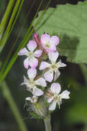 Image of Silene gallica var. gallica