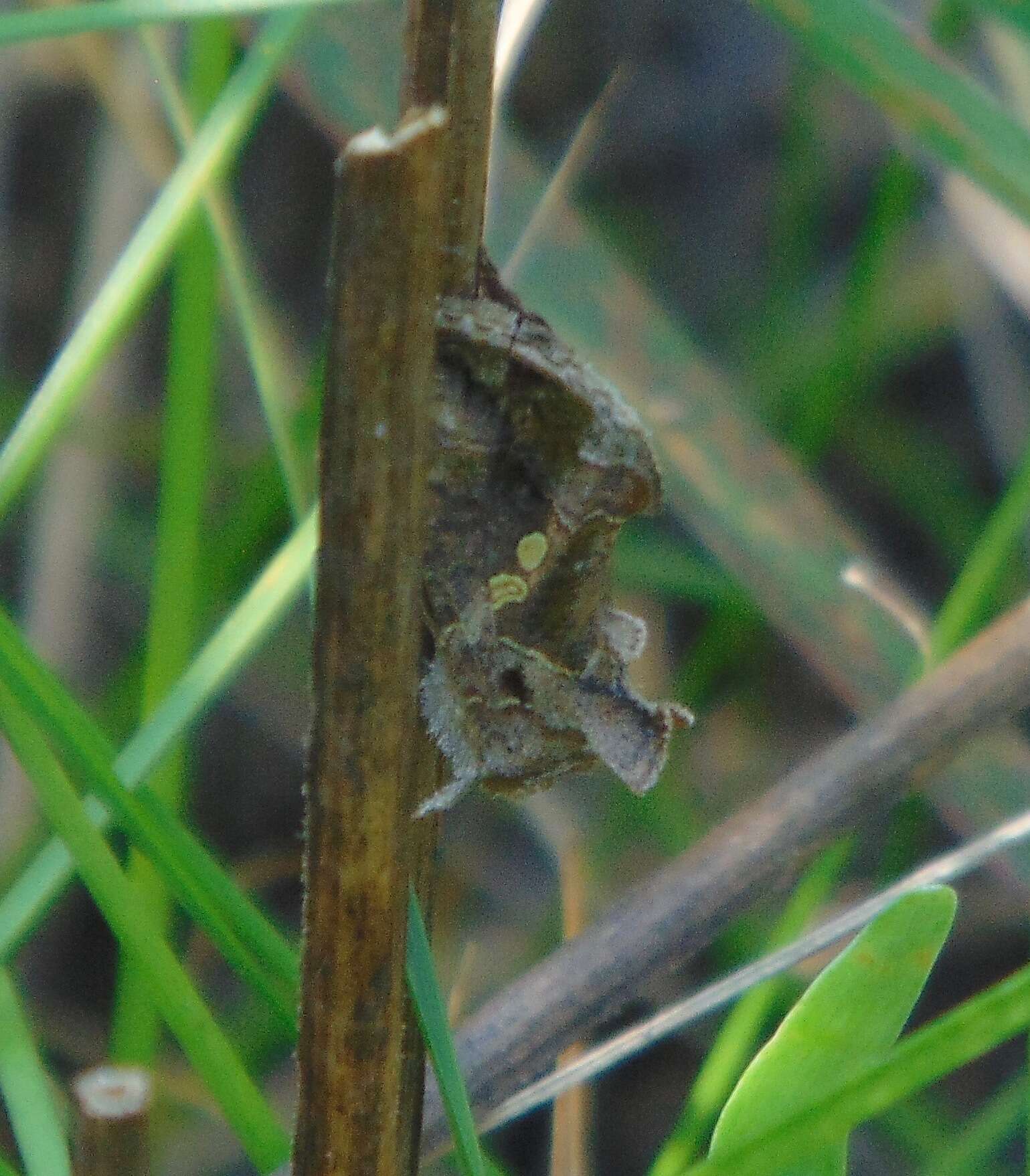 Image of Soybean Looper