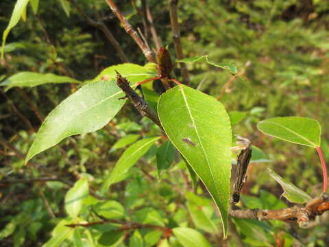 Image of Populus trichocarpa Torr. & A. Gray ex Hook.