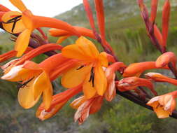 Image of Watsonia zeyheri L. Bolus