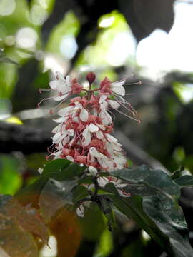 Image of Humboldtia laurifolia M. Vahl