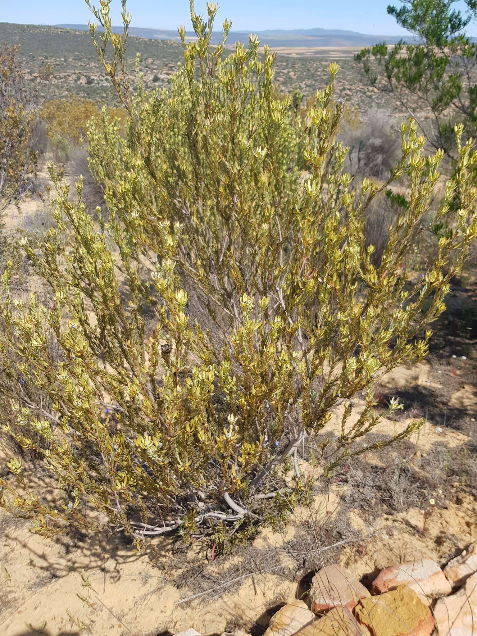 Image of Ivory conebush