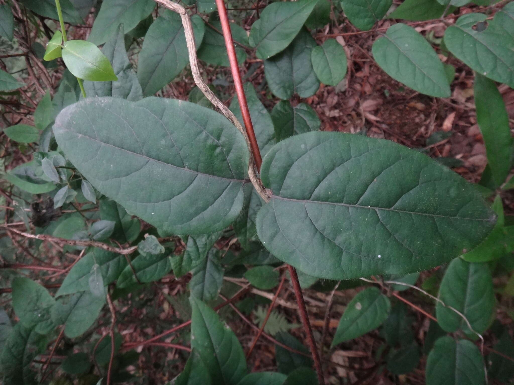 Image of Lonicera hypoglauca Miq.