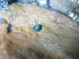 Image of Notoacmea elongata (Quoy & Gaimard 1834)