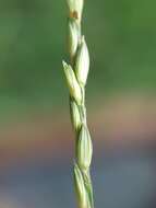 Image of Thurston grass