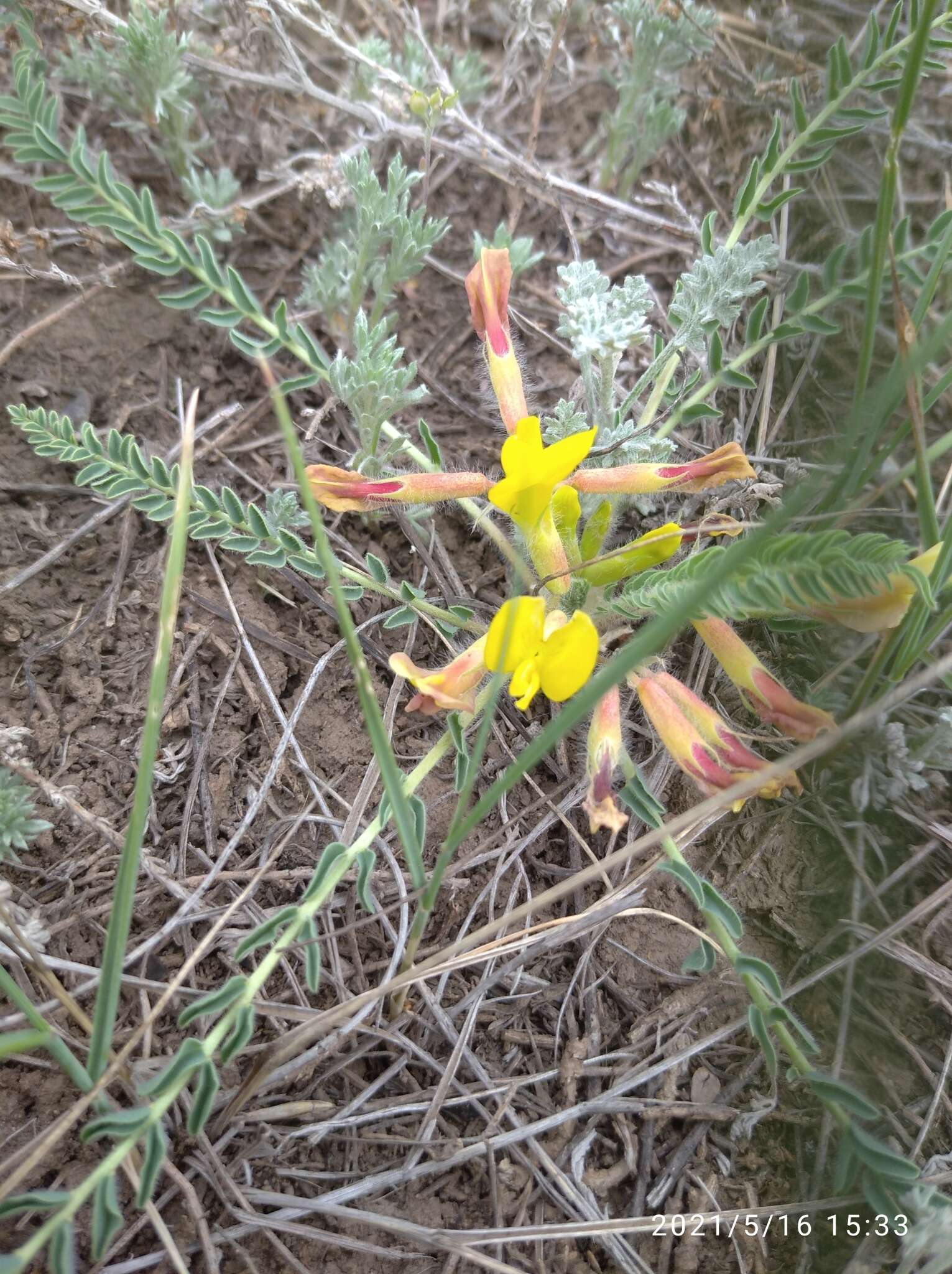 صورة Astragalus buchtormensis Pall.