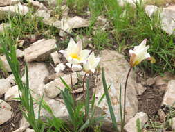 Image of Tulipa sylvestris subsp. primulina (Baker) Maire & Weiller