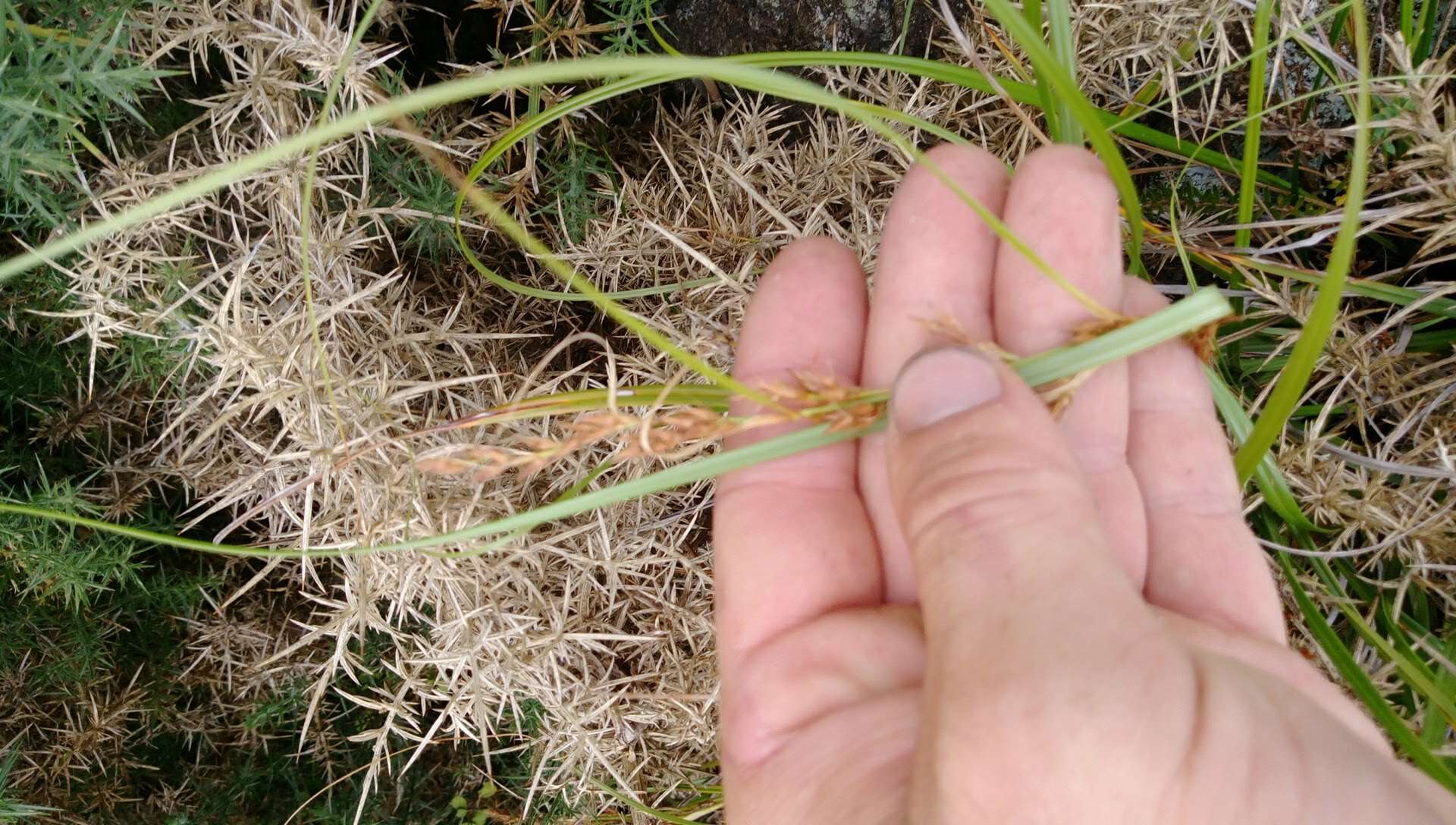 Слика од Morelotia affinis (Brongn.) S. T. Blake