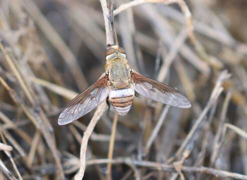 Image of Ligyra cingulata (Wulp 1885)