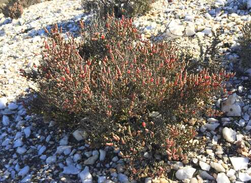 Слика од Salicornia xerophila (Toelken) Piirainen & G. Kadereit