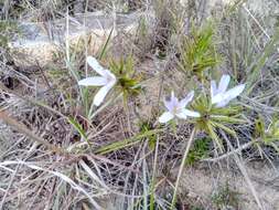 Image of Xerophyta sessiliflora Baker