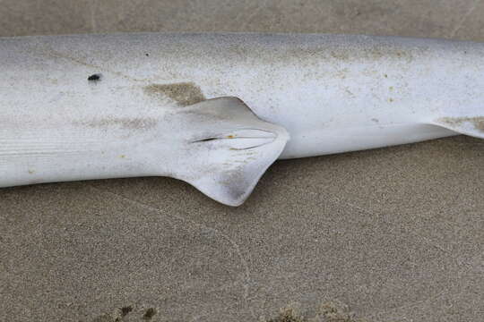 Image of hammerhead sharks