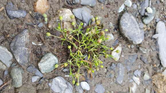 Image of stickystem pearlwort