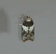 Image of Eastern Black-headed Budworm Moth