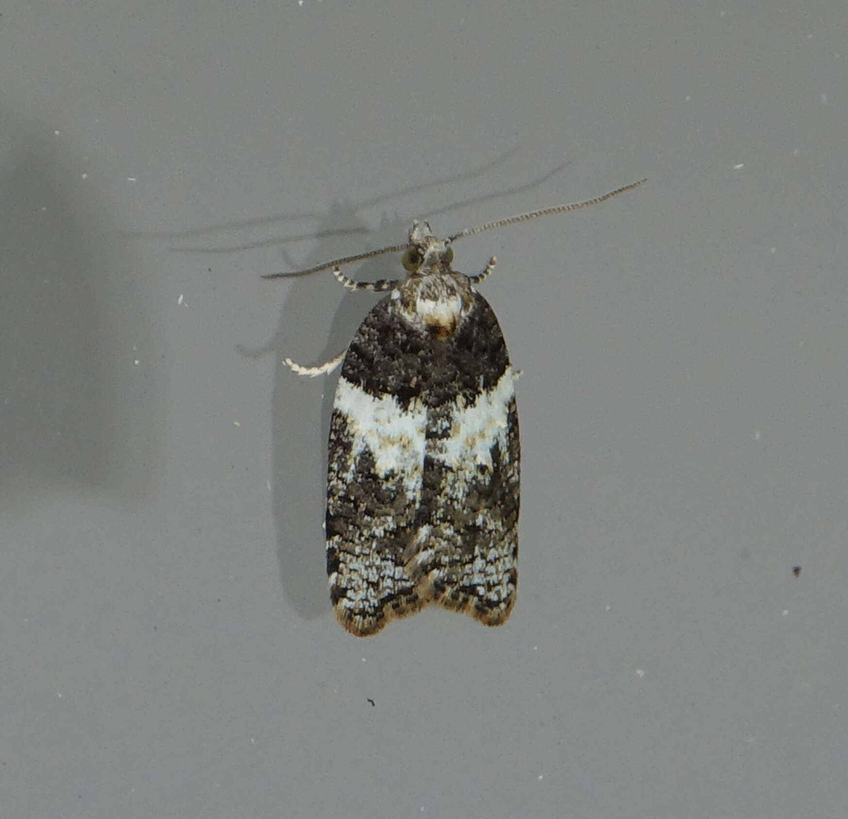 Image of Eastern Black-headed Budworm Moth