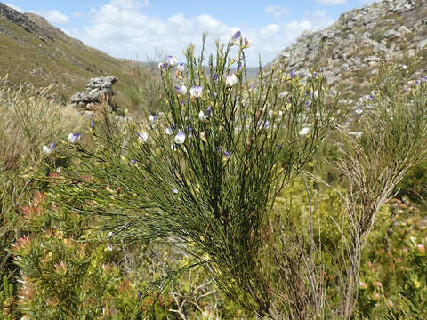 Image of 'Psoralea aphylla complex'