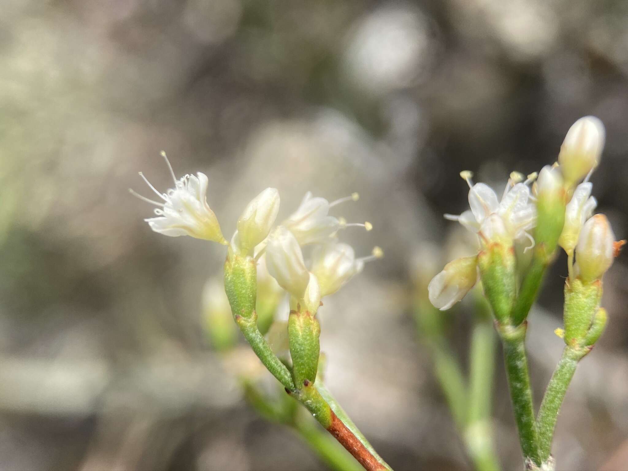 Image of spreading buckwheat