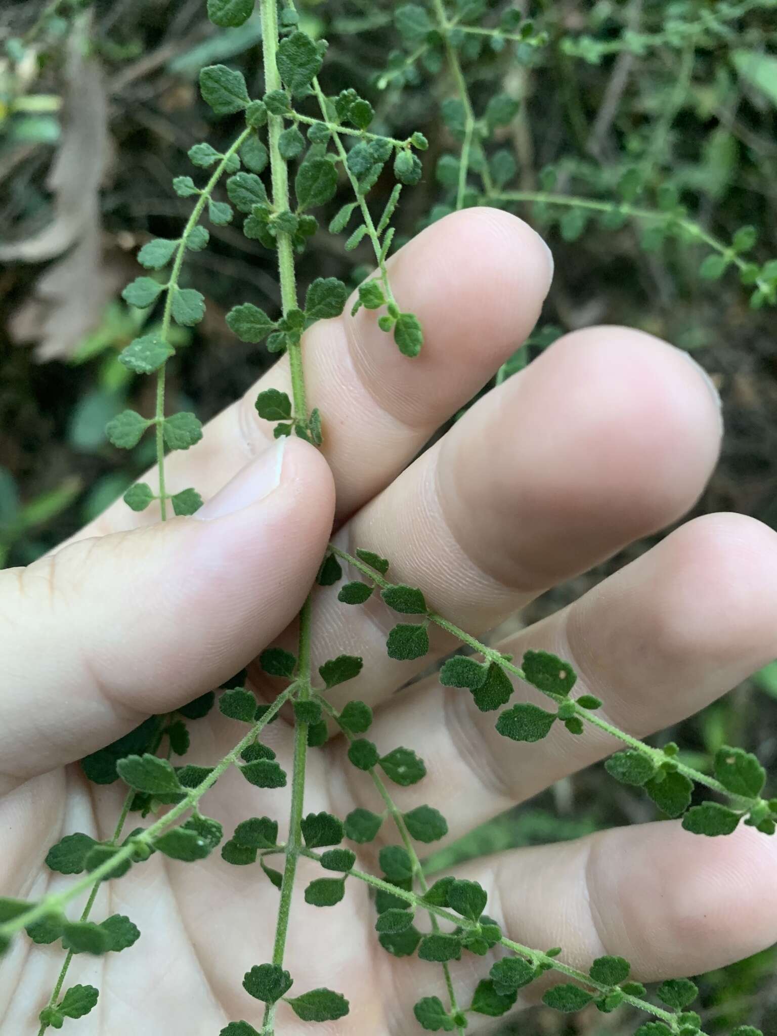 Image of Violet Mint-bush