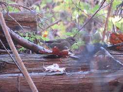 Image of Gray Bunting